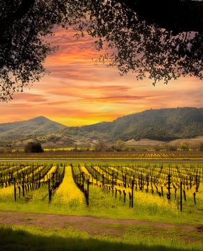 The Best of Wine Country